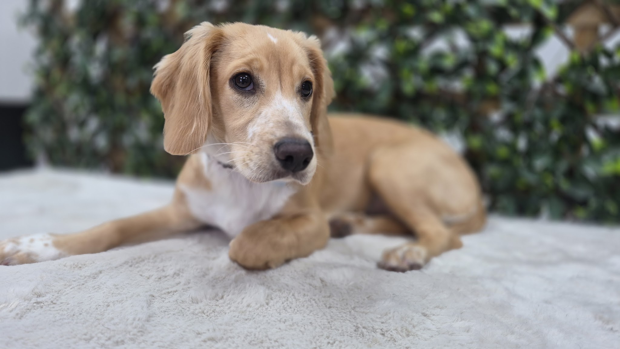 A puppy relaxing on a soft towel at Bark and Co.