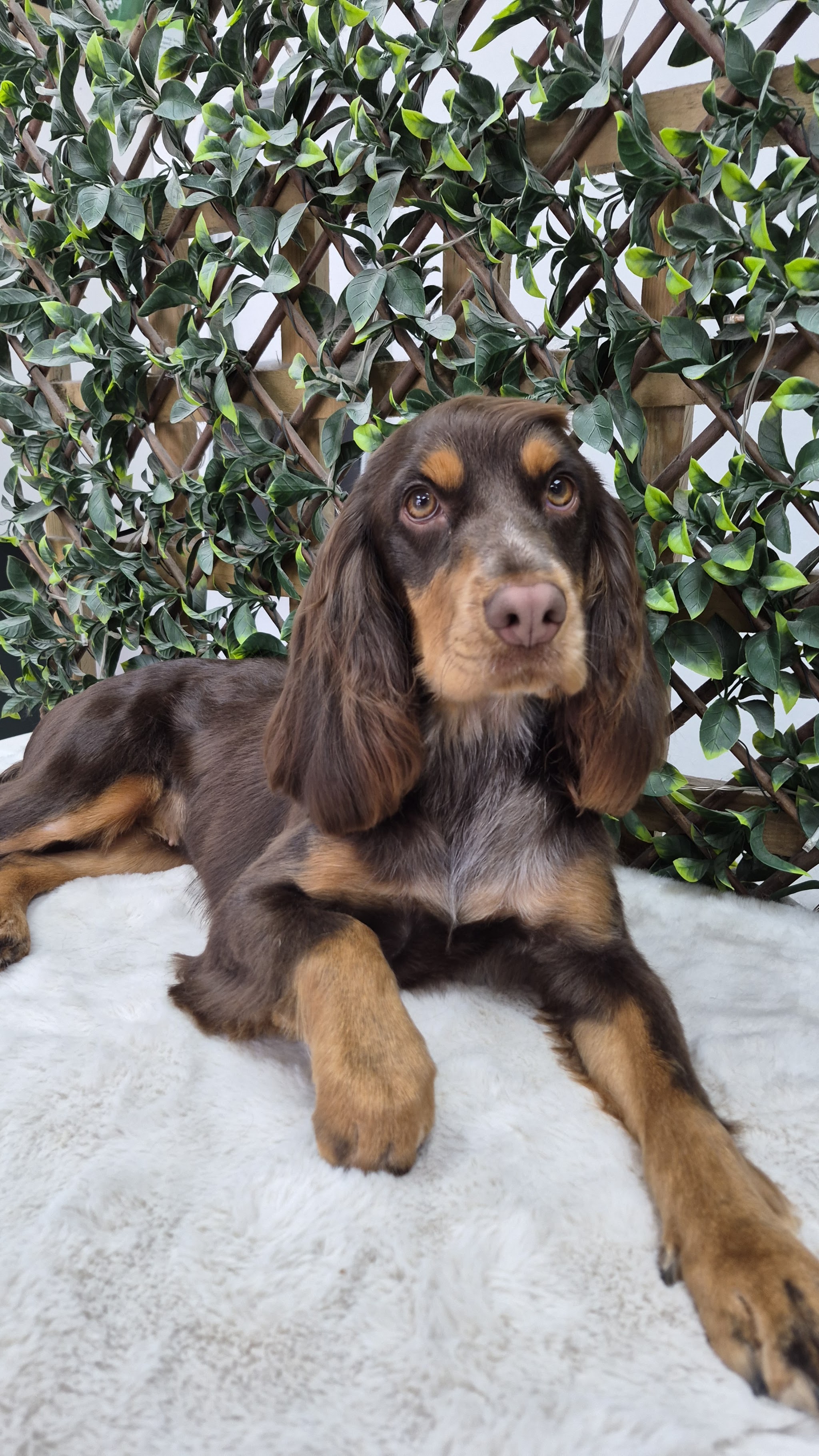 A spaniel photographed against the salon's leafy backdrop
