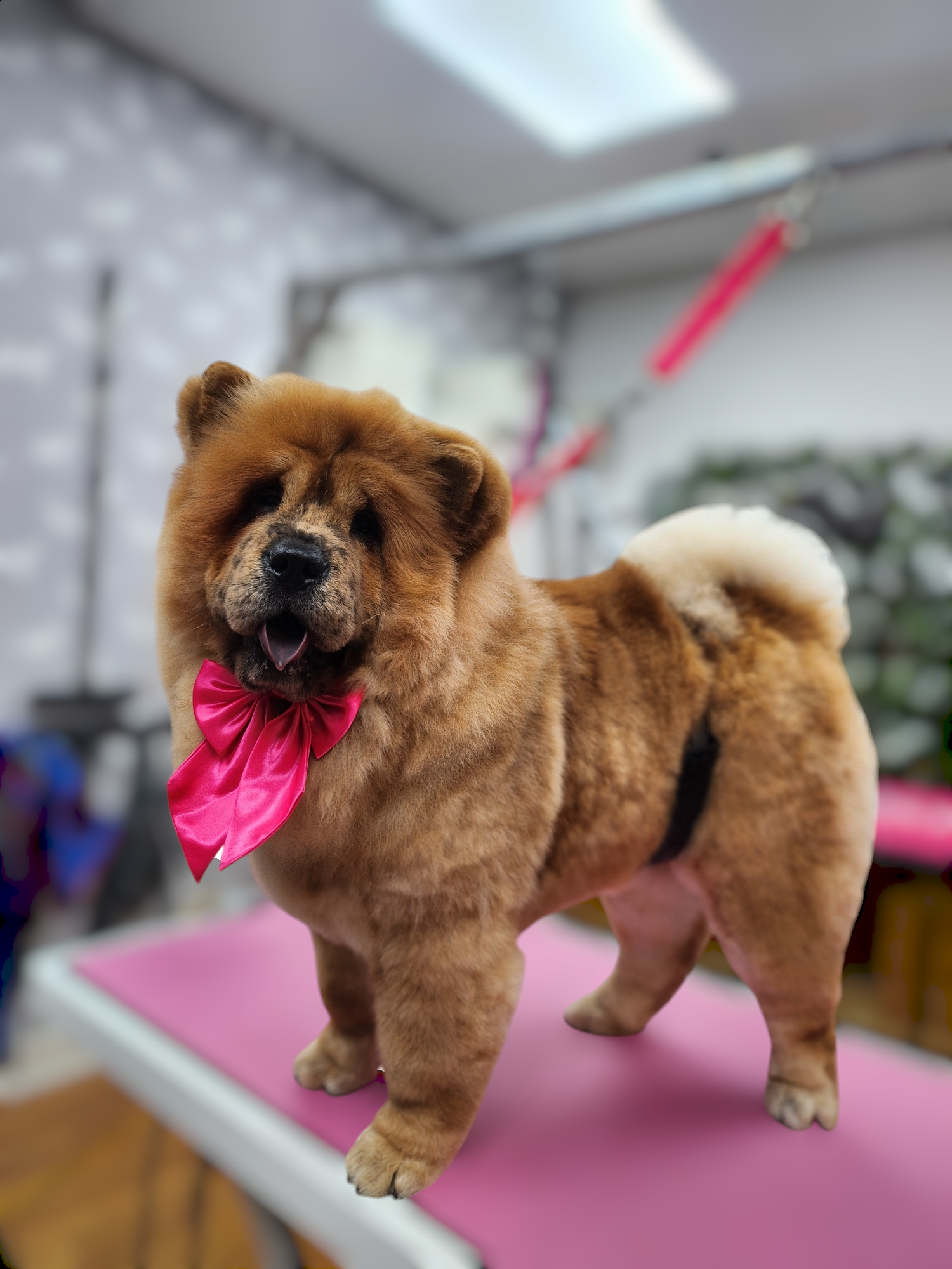 A freshly groomed chow chow with a pink bow