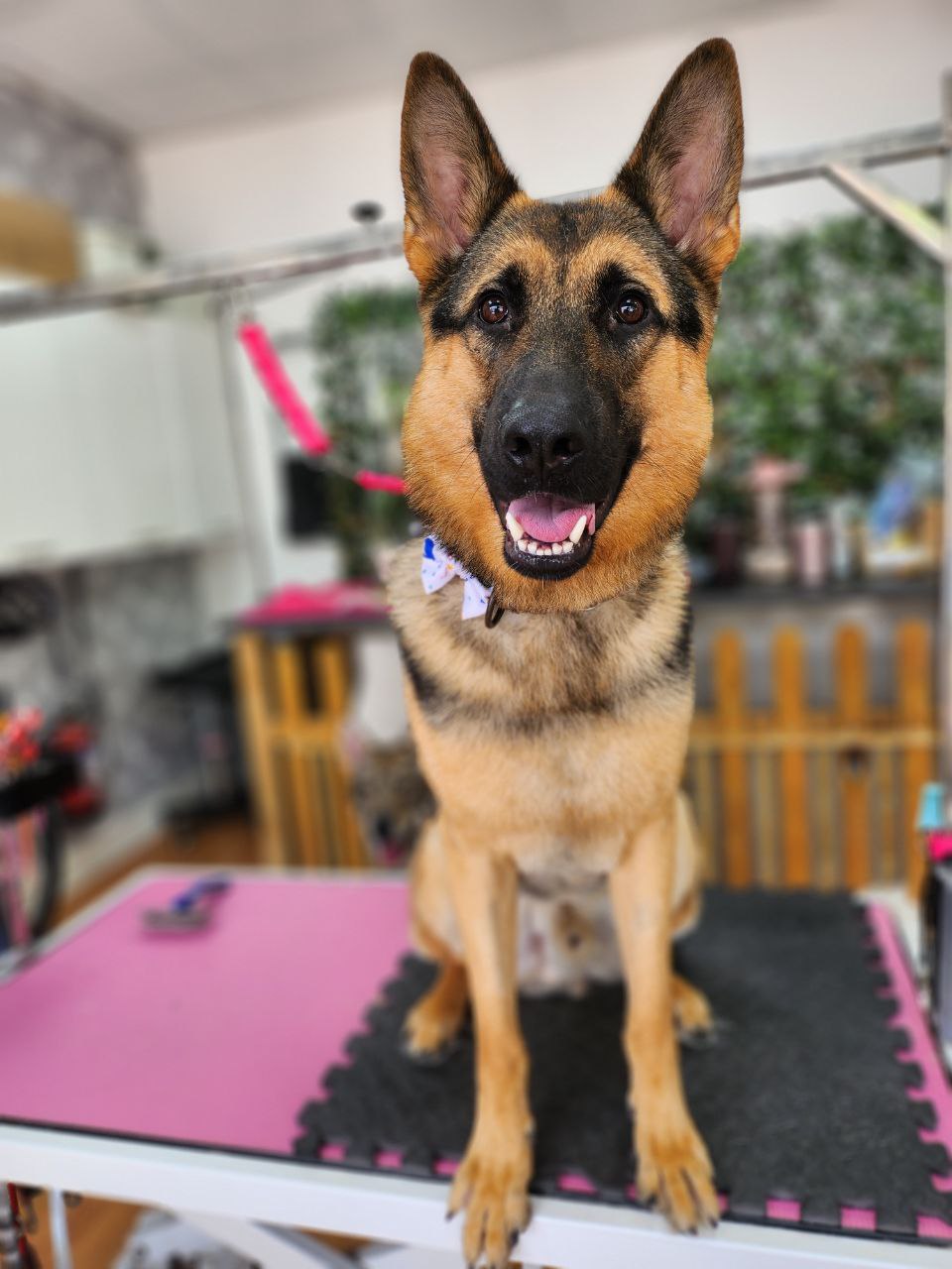 A German shepherd on the grooming table