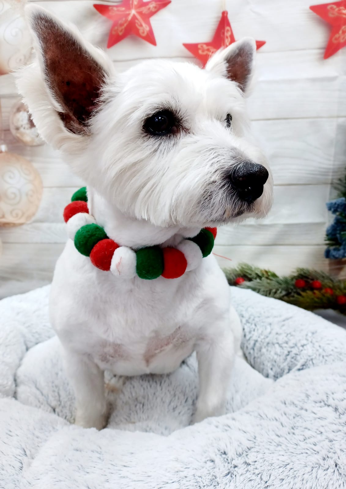 A white terrier after grooming