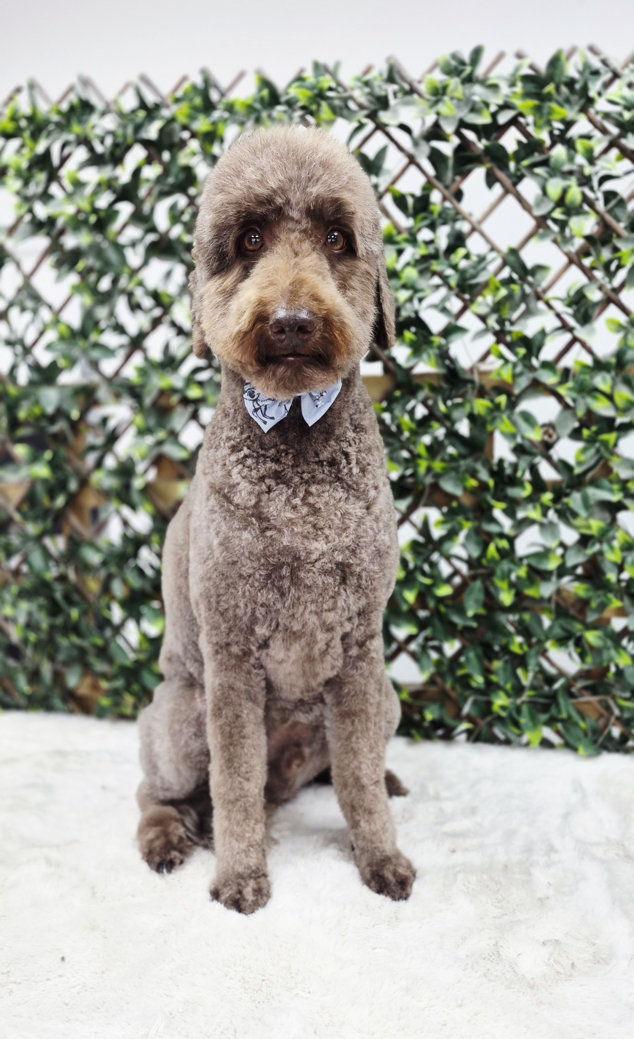 A freshly groomed curly-coated dog wearing a bow tie
