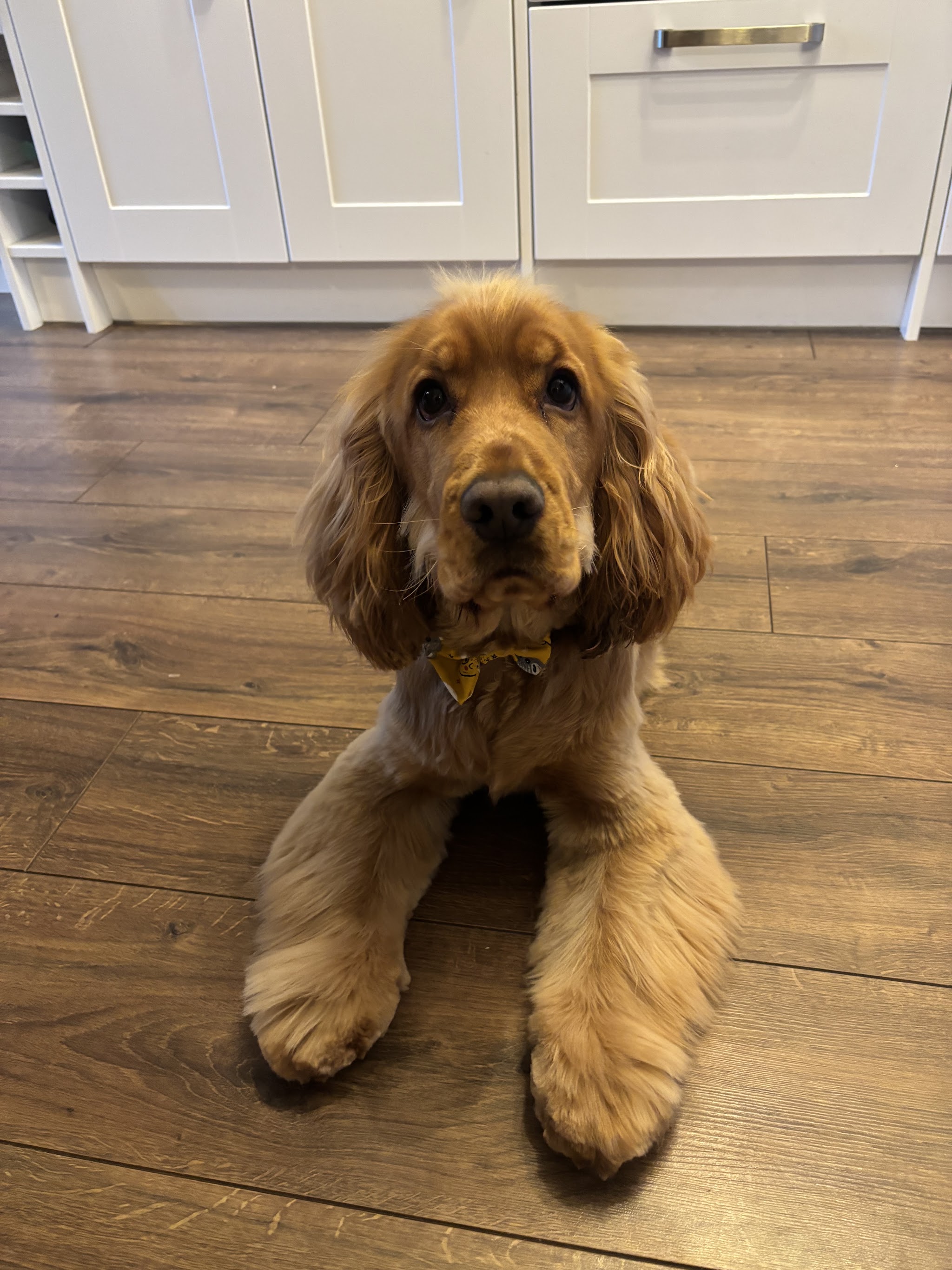 A cocker spaniel wearing a little bow tie
