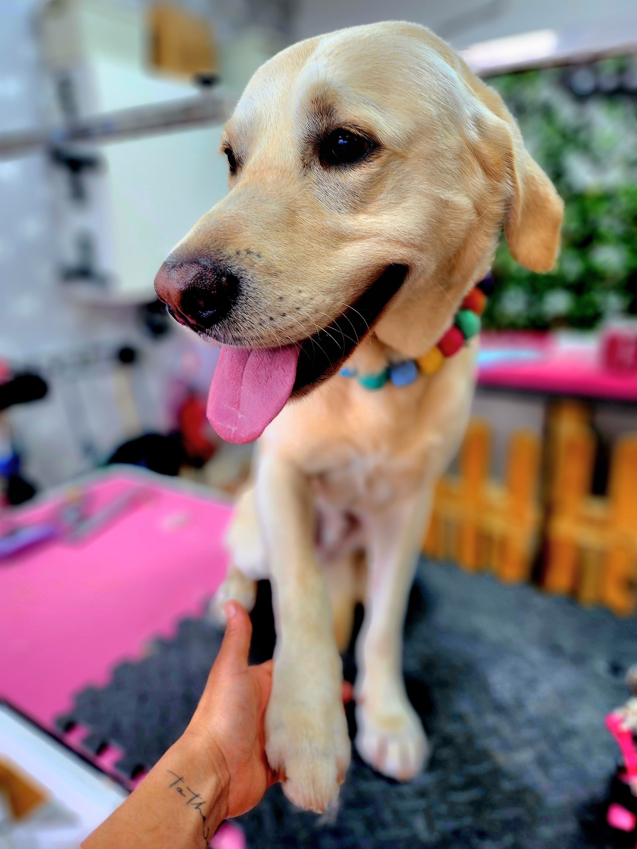 A happy Labrador at the salon