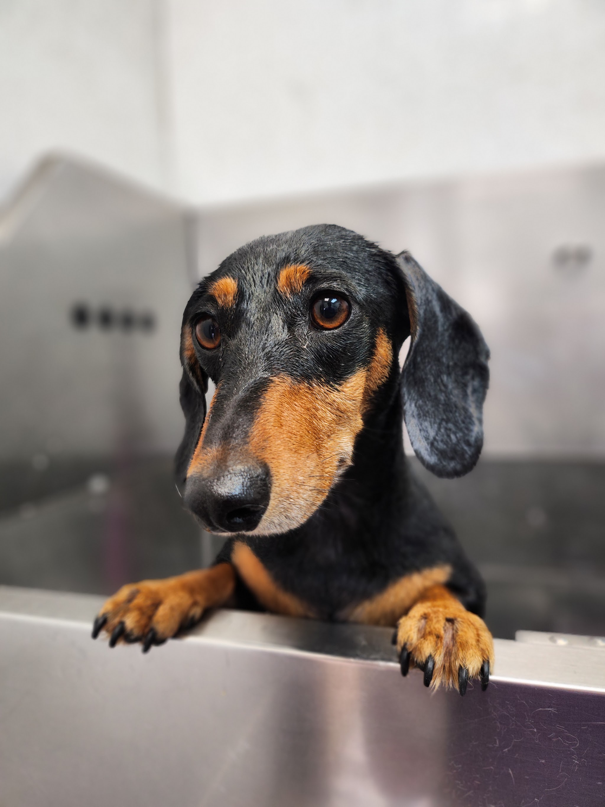 A dachshund resting its paws on the bath edge