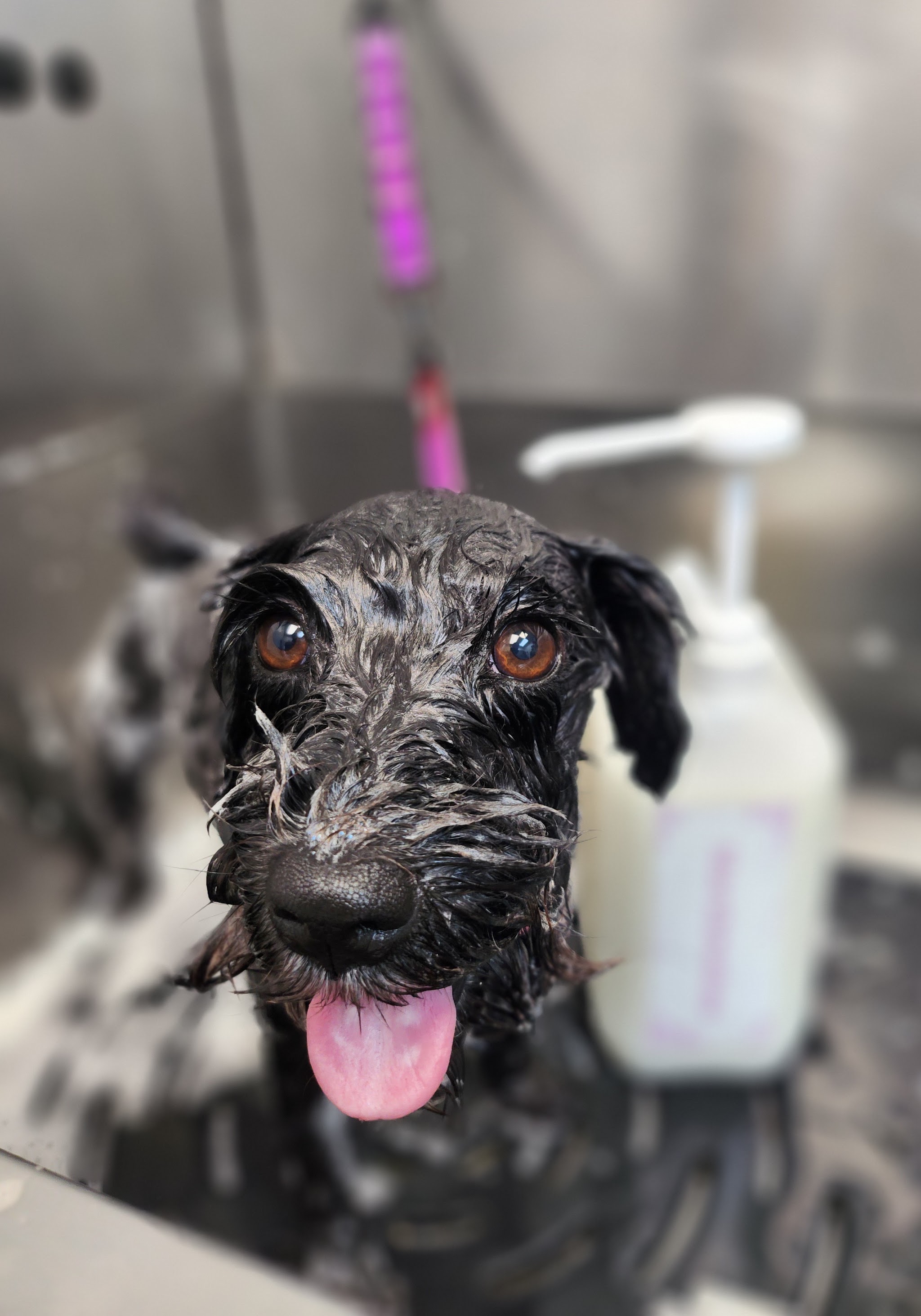 A dog during bath time at Bark and Co.